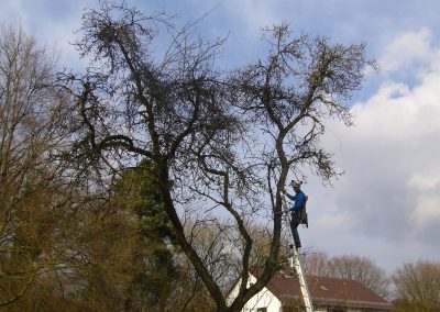 Obstbaumschnitt an altem Apfelbaum