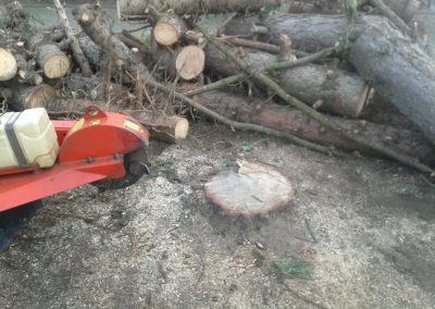Baumstumpf nach Fällung