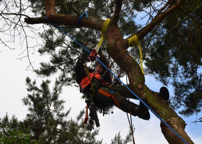 Vorher - Fällung einer toten Kiefer mit Seilklettertechnik (Rigging-Abseiltechnik)