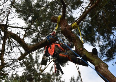 Im Fallen - Fällung einer toten Kiefer mit Seilklettertechnik (Rigging-Abseiltechnik)