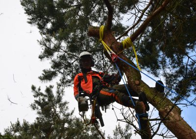 Nachher - Fällung einer toten Kiefer mit Seilklettertechnik (Rigging-Abseiltechnik)