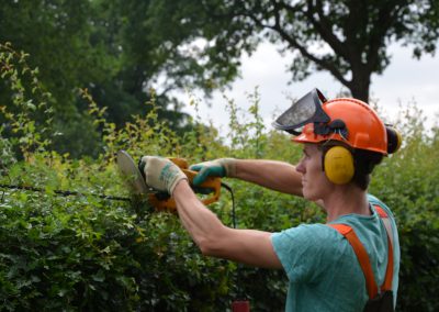 Heckenschnitt an Weißdorn-Hecke